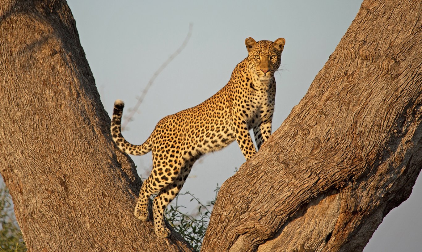 Overland Safaris