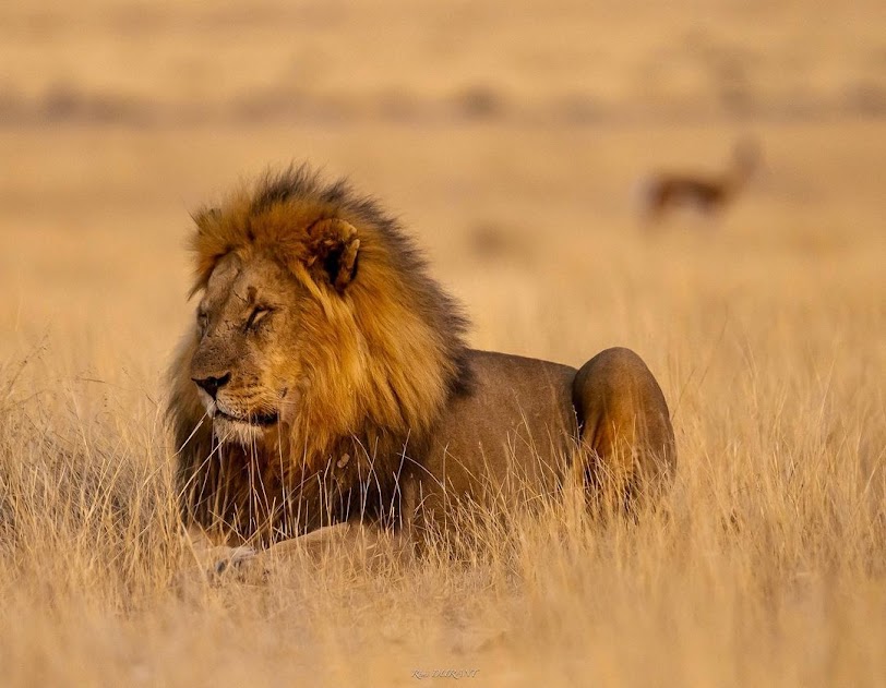 Overland Safaris