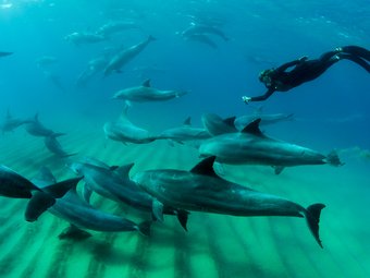 Wildlife and wetlands of Zululand, magnificent beaches, snorkeling, diving, fishing, sun, sea and sand in Mozambique and game viewing in Kruger NP