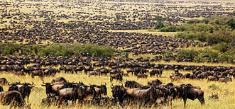 The great wildebeest migration is one of the most phenomenal natural spectacles in the world. It is an annual movement by millions of wildebeest,