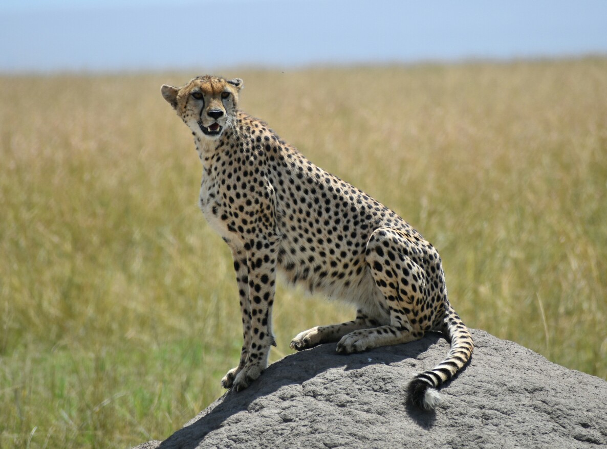 Maasai Mara Game Reserve,Lake Nakuru Park,Amboseli National Park,Crescent Island,Serengeti and Ngorongoro crater