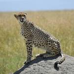Maasai Mara Game Reserve,Lake Nakuru Park,Amboseli National Park,Crescent Island,Serengeti and Ngorongoro crater