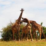Mgahinga National Park in Kisoro