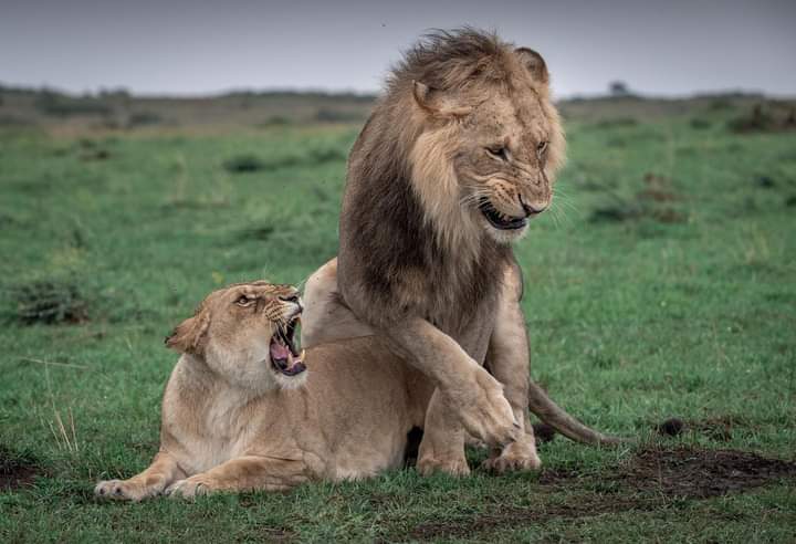 Kibale National Park,Bwindi Impenetrable National Park,Queen Elizabeth National Park