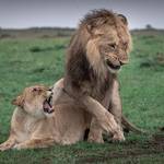 Kibale National Park,Bwindi Impenetrable National Park,Queen Elizabeth National Park