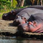 Queen Elizabeth National Park and Kibale National Park Chimpanzee Trek