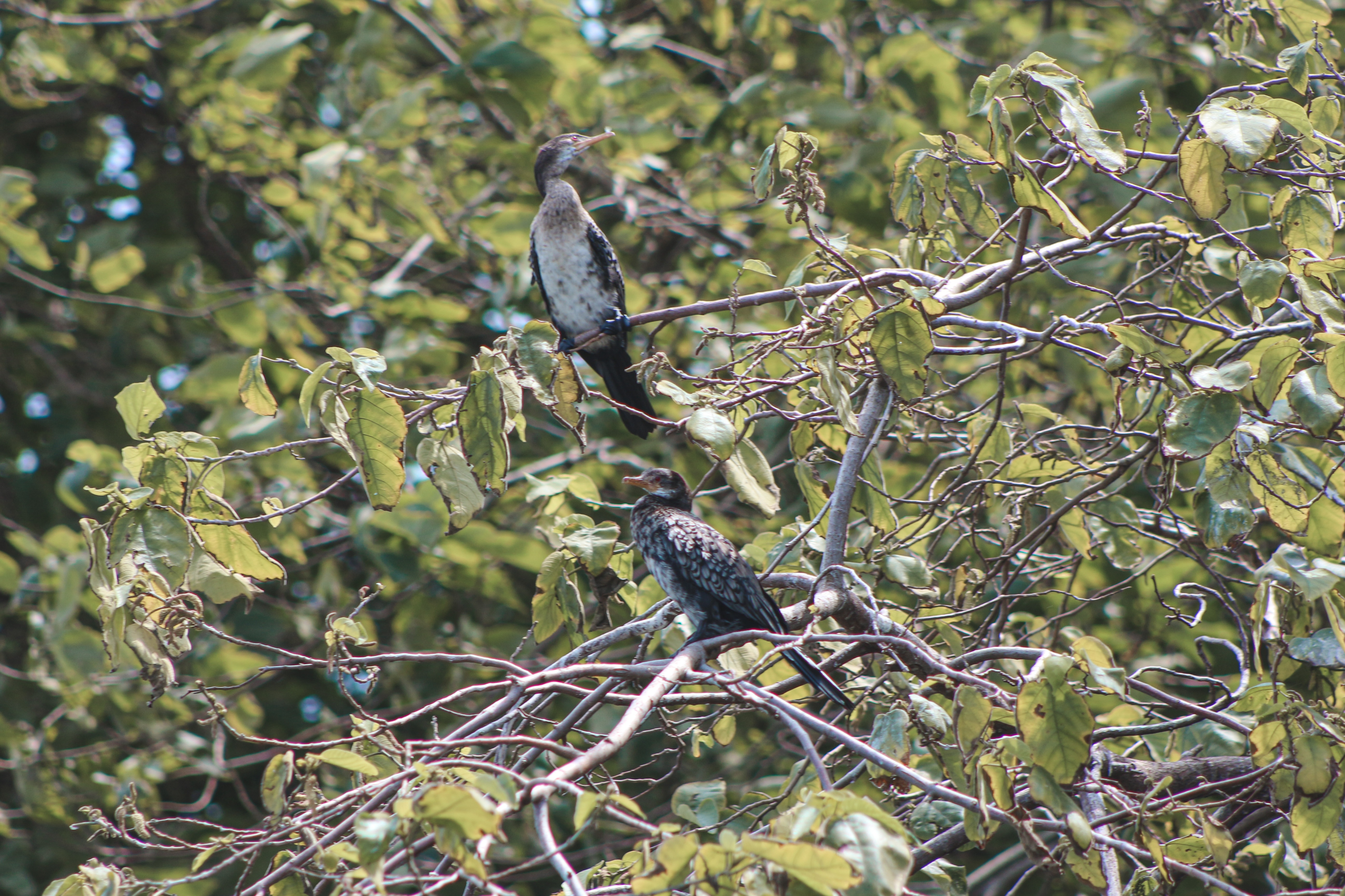 Gorilla, Chimpanzee Trekking