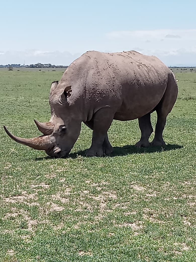 Samburu National Reserve Lake Bogoria Lake Nakuru Masai Mara National Reserve Lake Naivasha
