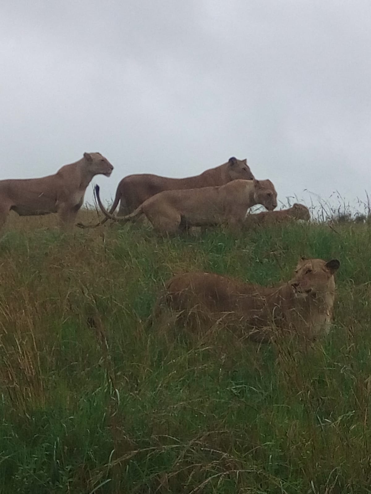 Lake Bogoria,Lake Nakuru ,Lake Naivasha,Hells gate National Parl ,Masai Mara National Reserve