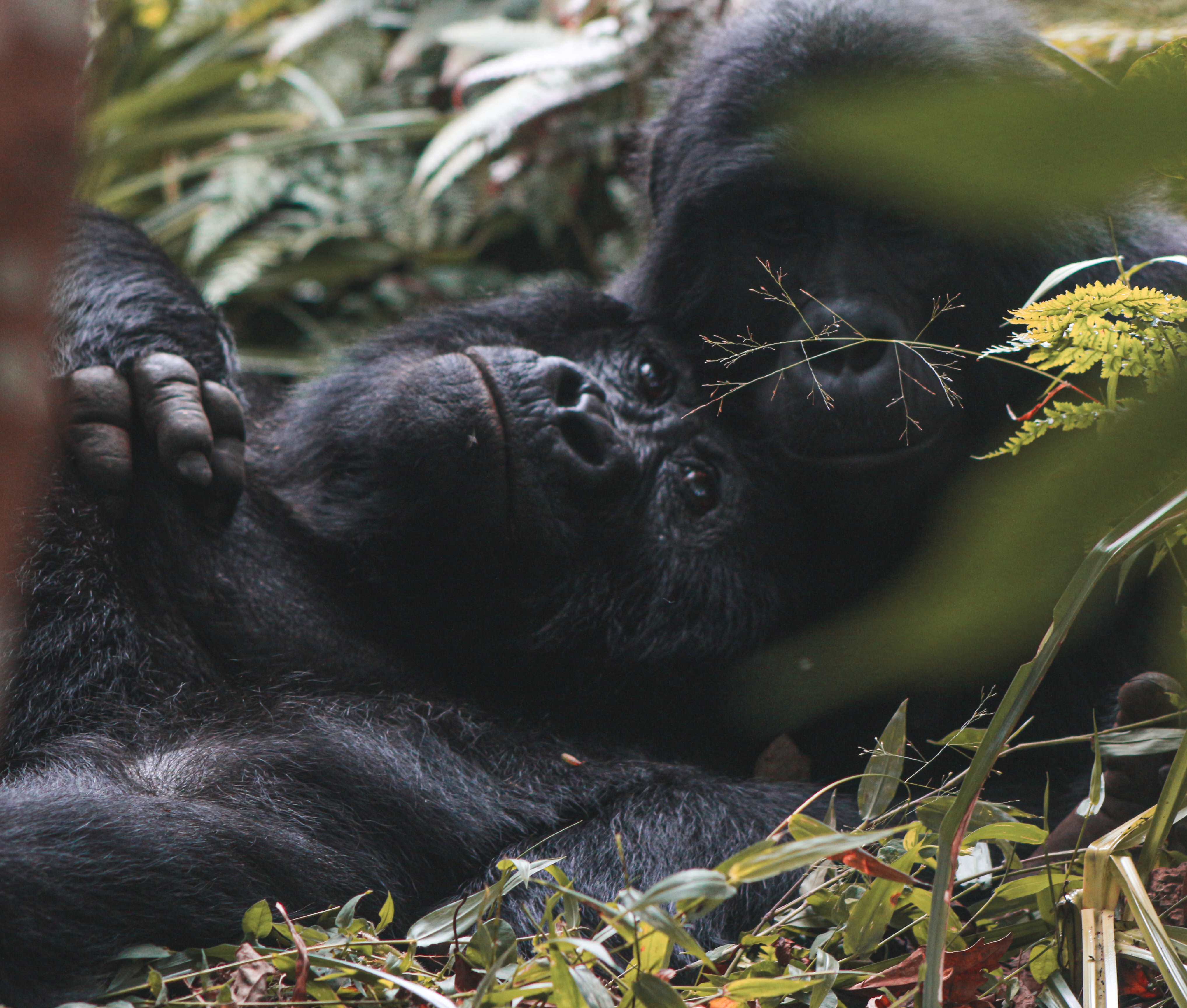 Murchison Falls,Kibale, Elizabeth NP,Bwindi,Lake Bunyonyi