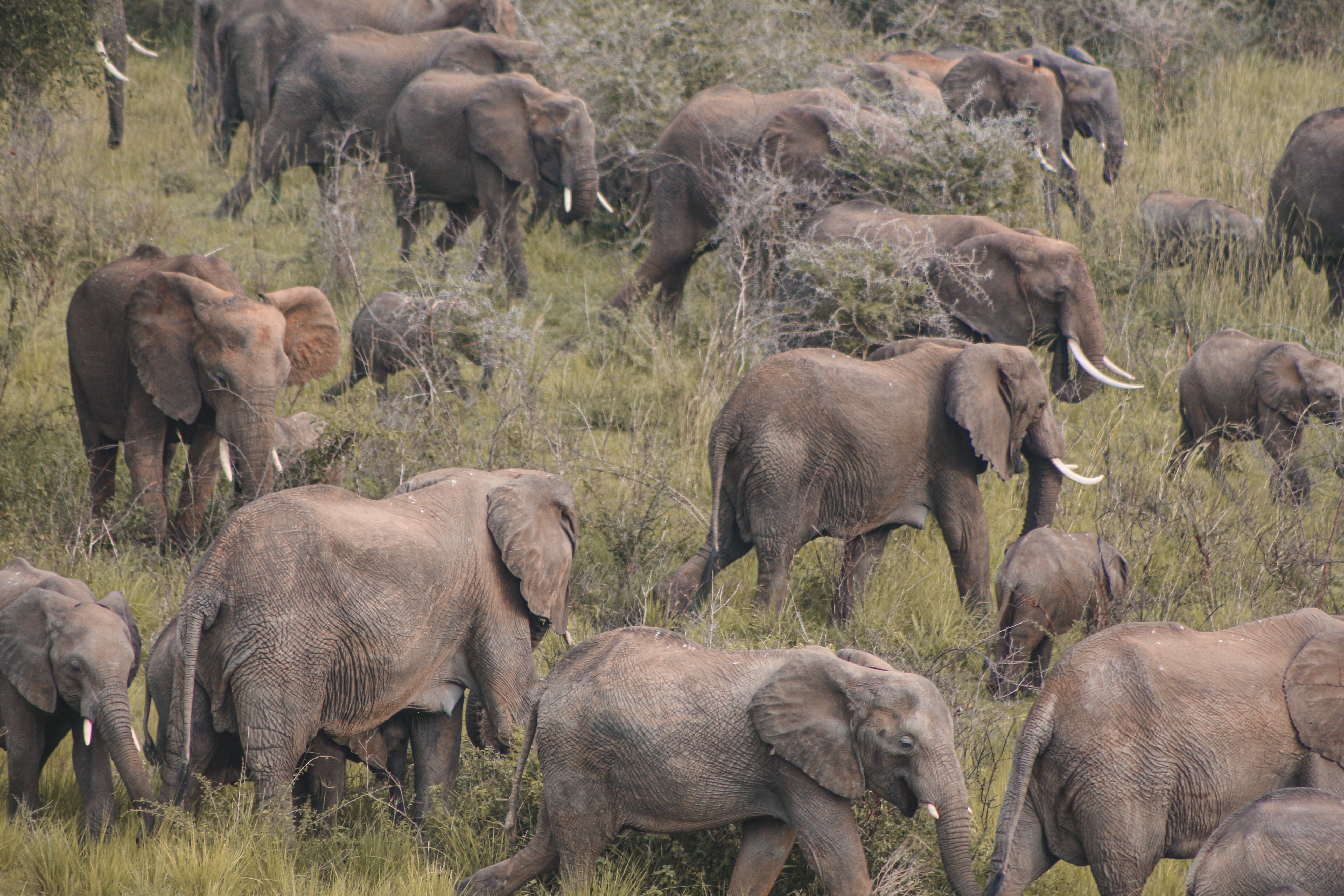 Botswana And Tanzania