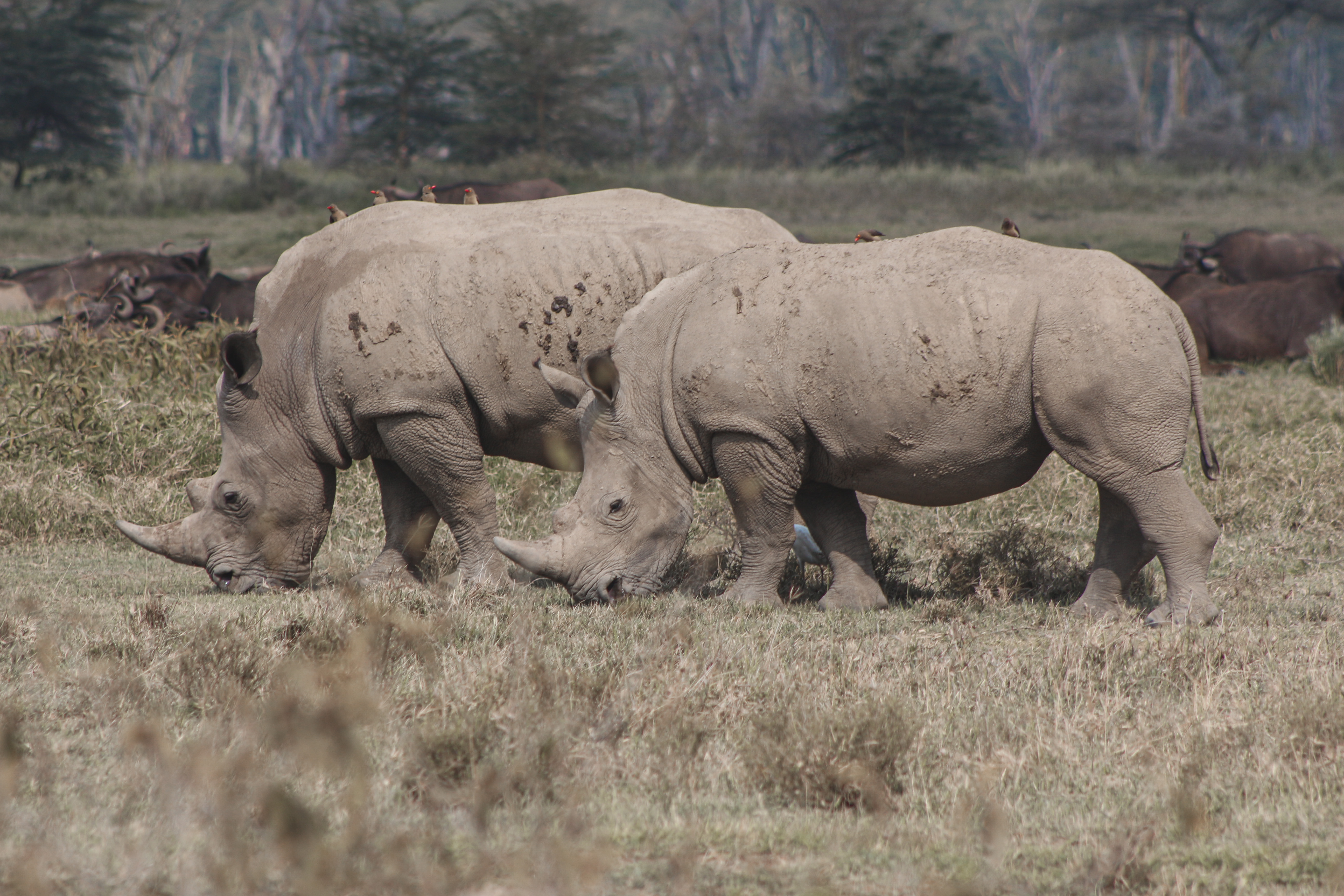 Ngorongoro, Serengeti & Manyara