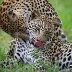 Victoria Falls Hwange National park Chobe National Park Safari