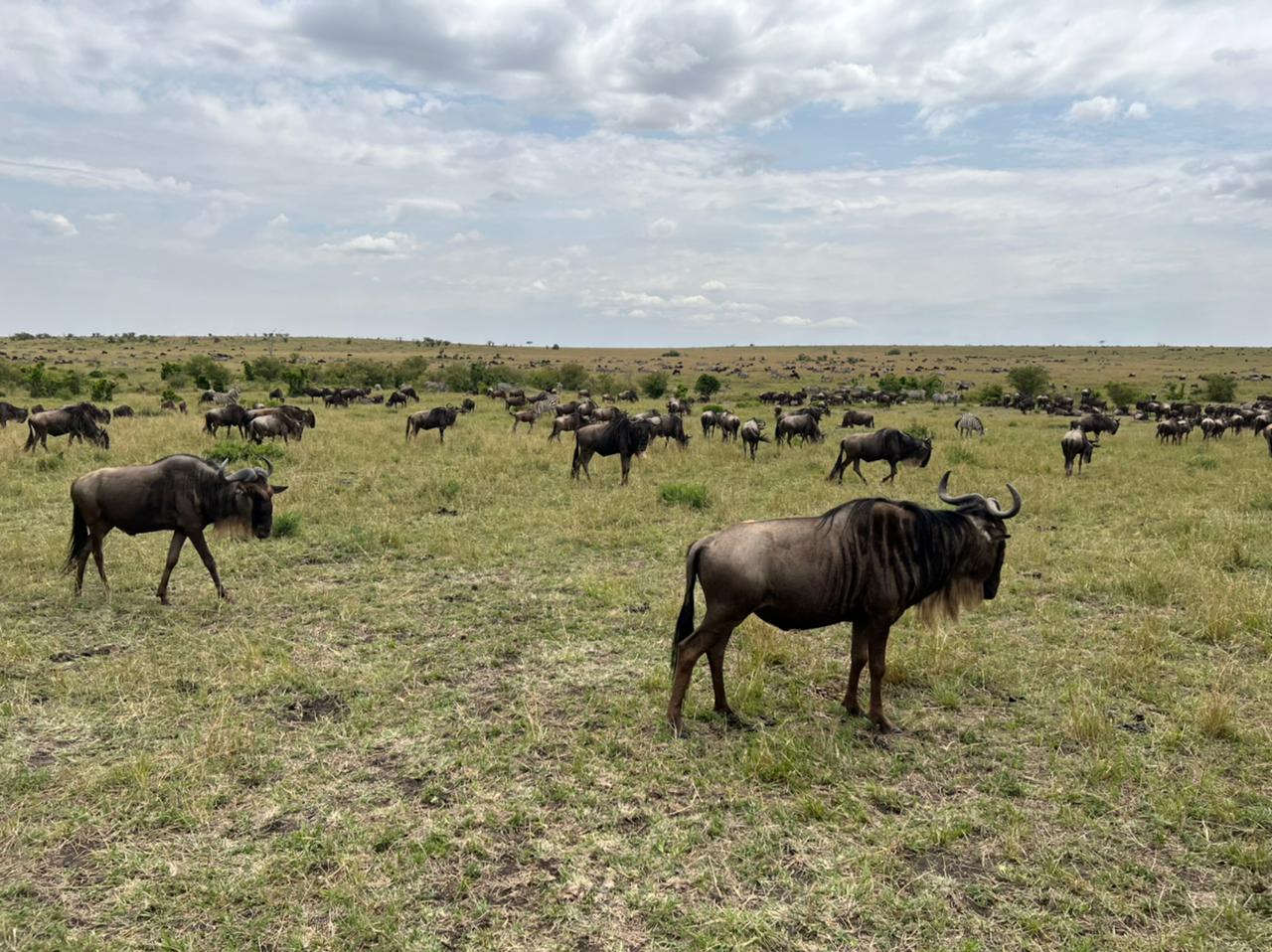 5 Days 4 Nights Safari in Masai Mara National Reserve