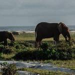 Beach, forest and Mandrill trekking
