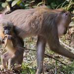 4 night/5 day Gabon