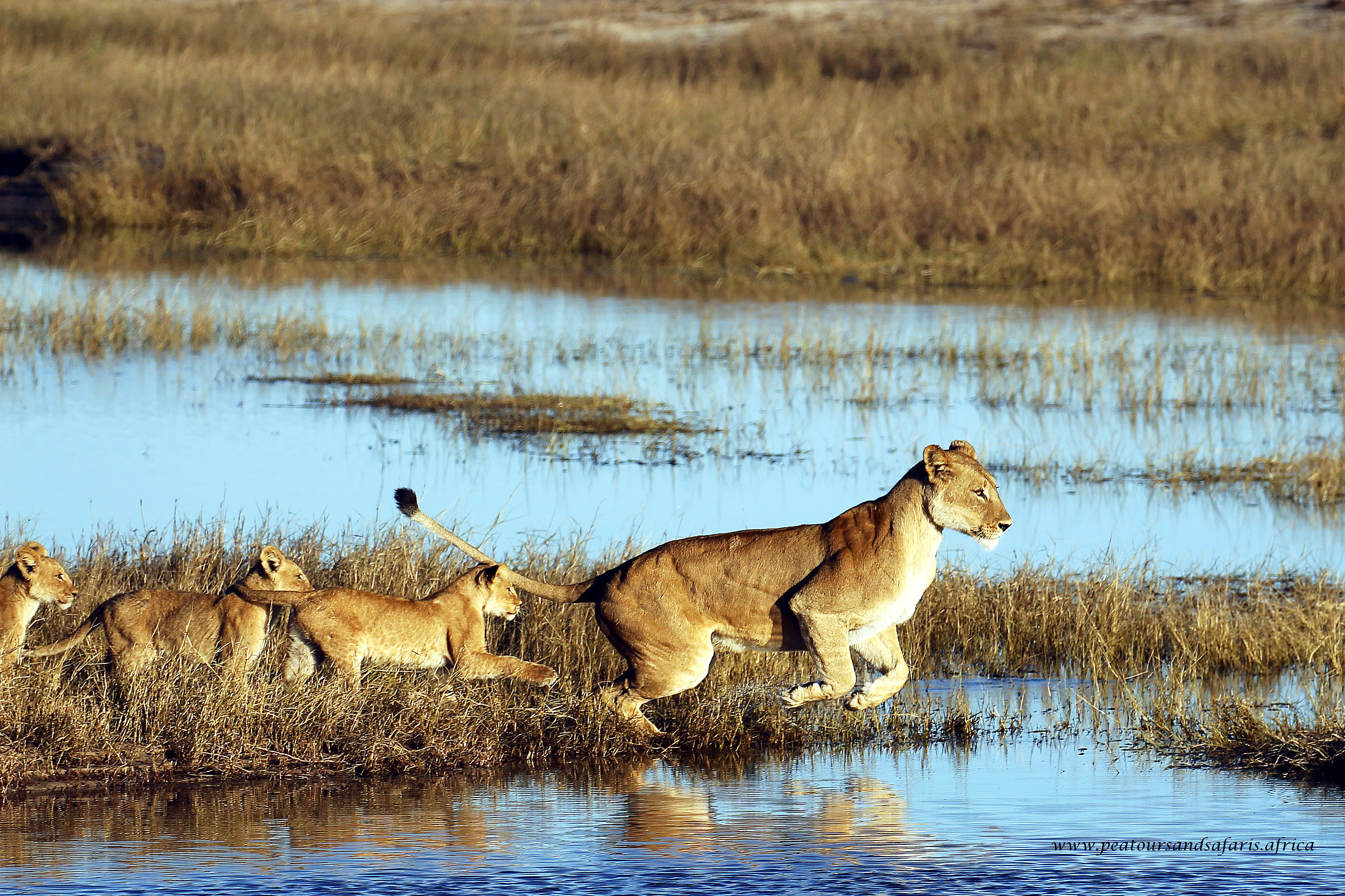 PEA Tours and Safaris