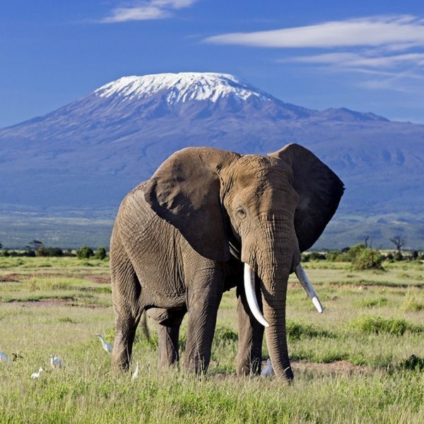4 Days Amboseli National park Safari