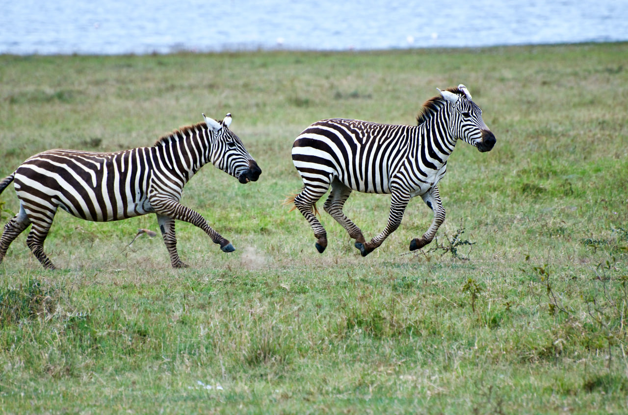 10 Days Best of Tanzania Wildlife Safari