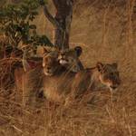 Classic  Zambia  Safari.   8 Or 10  nights - Lower Zambezi and The Kafue  2023