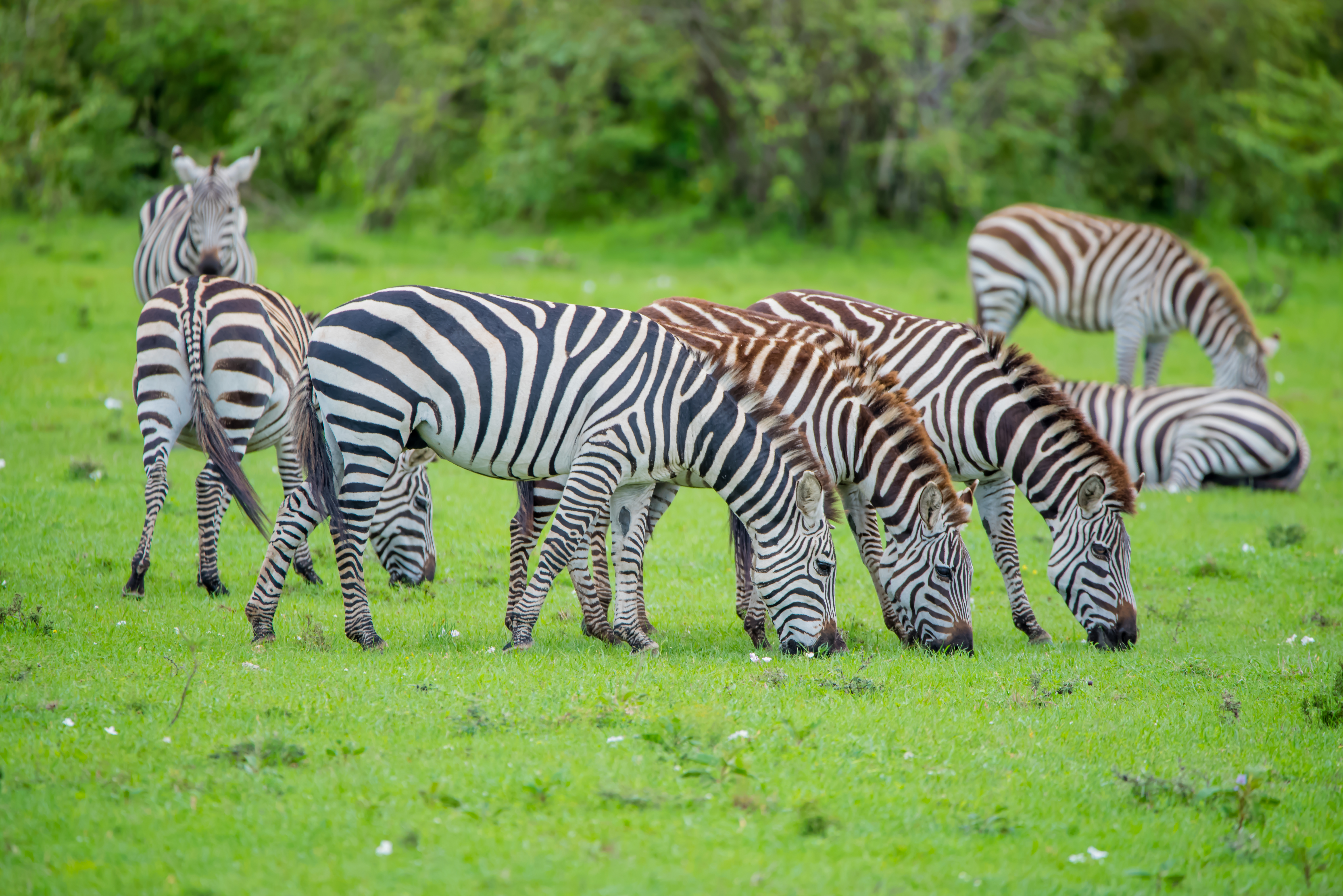 Masai Mara Group & private tours