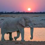 5 Days Taste of Etosha