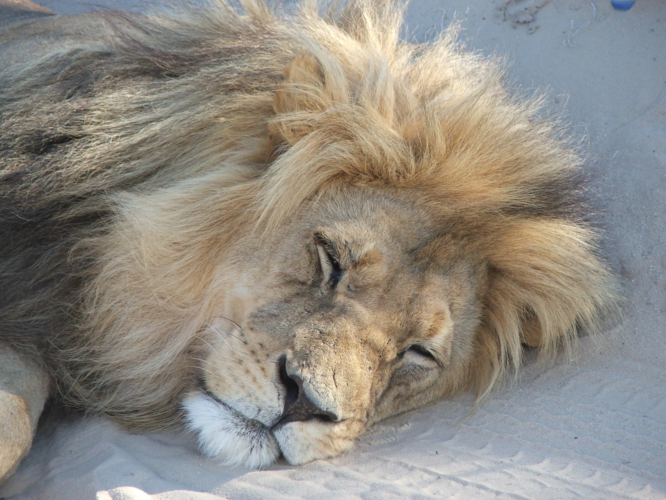 4 Days/3 Night Kgalagadi Transfrontier Park Safari