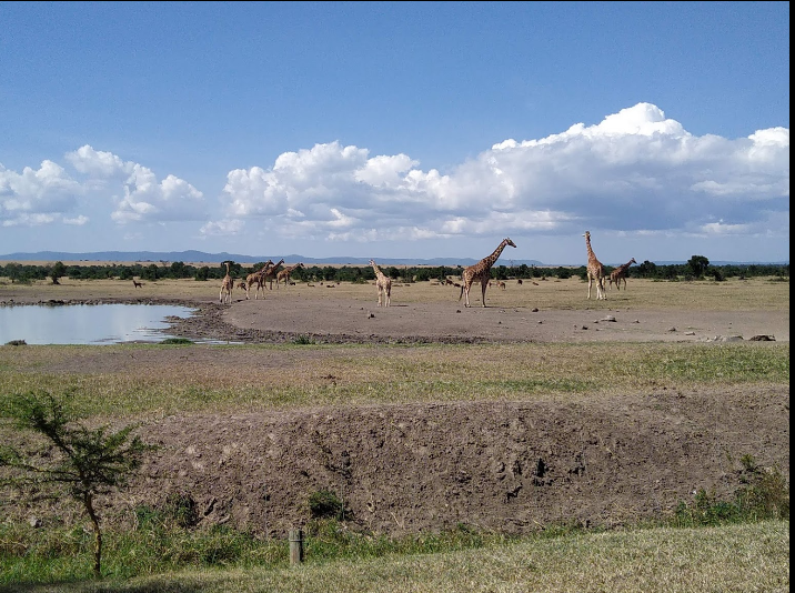 Zaruma Safaris