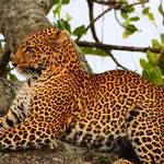 Masai Mara, Serengeti, Lake Naivasha