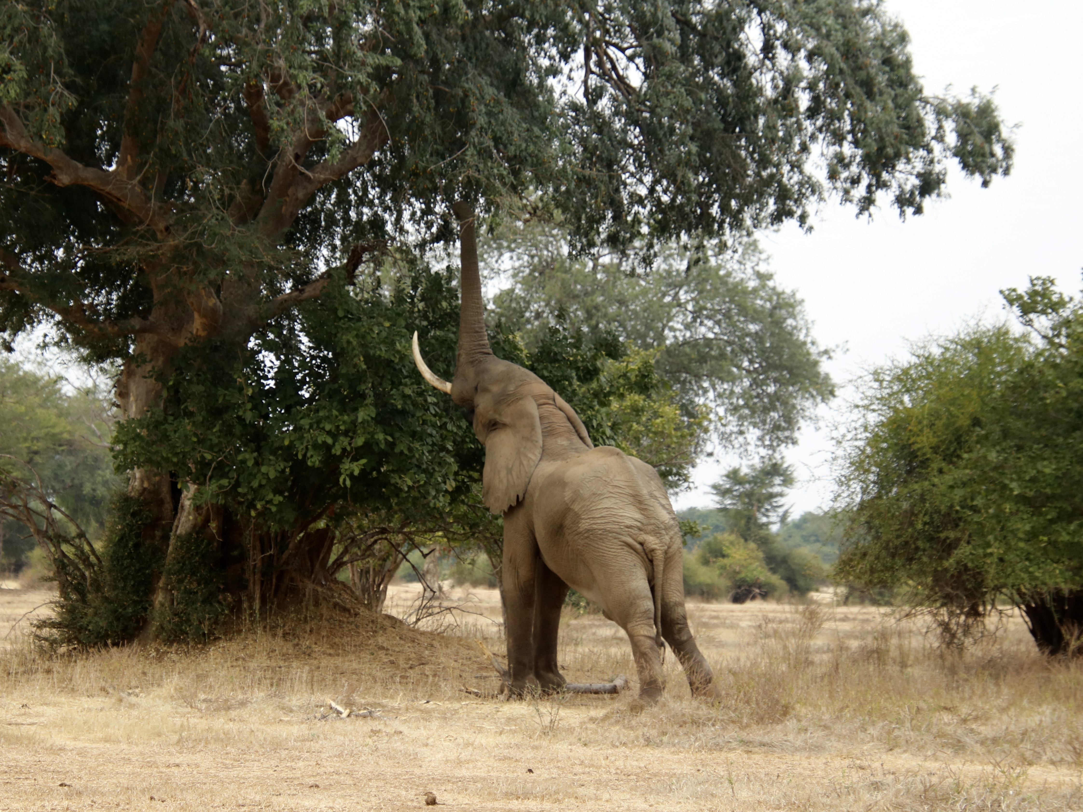 3 Days in Lower Zambezi between Muchinga Escarpment and Zambezi River. Picturesque scenery, wild – and birdlife, just a few hours from Lusaka.