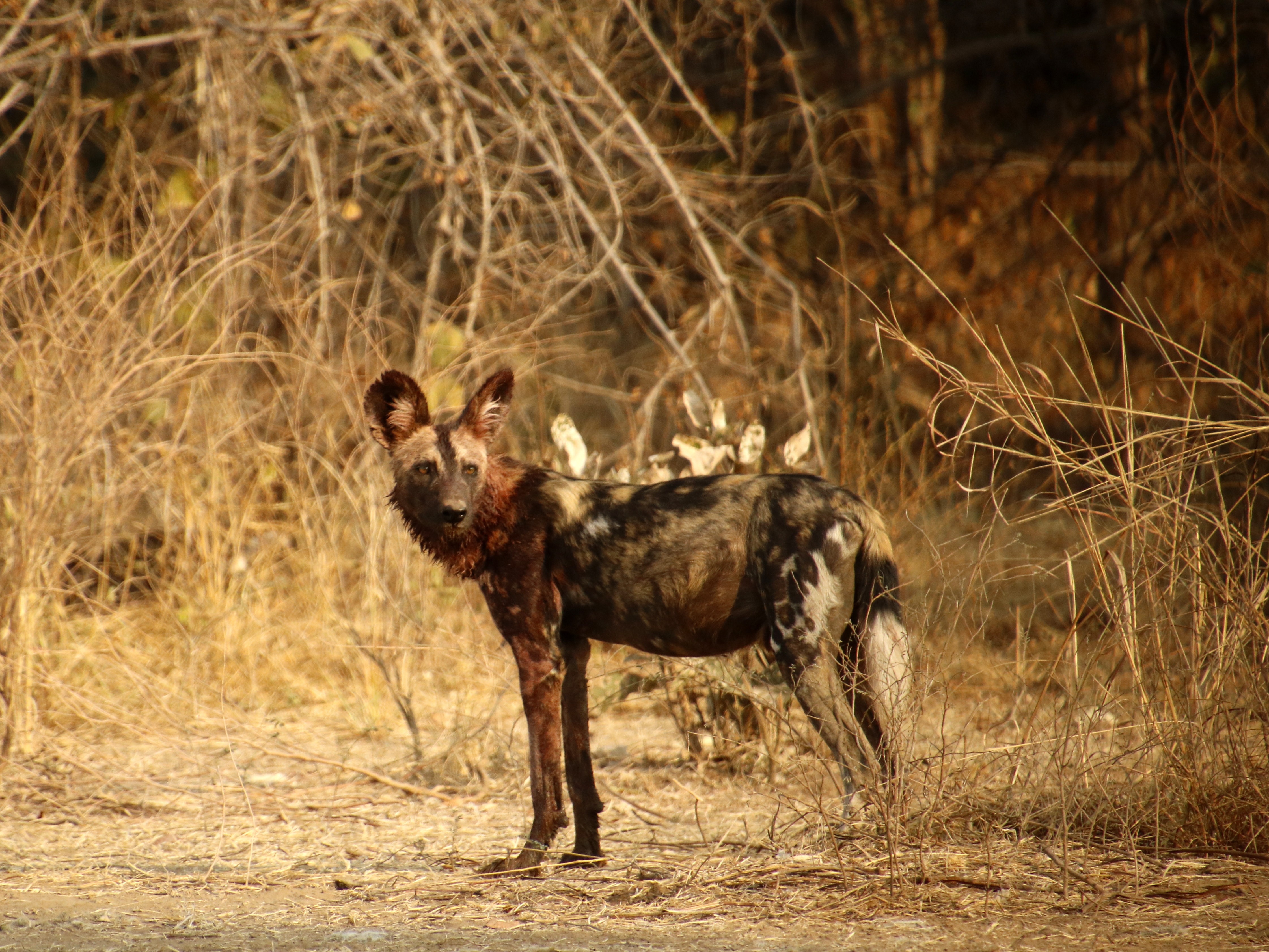 Safari Excellence: Encounter Predators and Pristine Wilderness at Luangwa Bush Break.