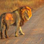 Explore South African wildlife tour on this 3 days Kruger safari from Johannesburg, which offers an exhilarating experience at an affordable price.