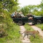 Discover 3 days South Africa safari that starts from Johannesburg to Kruger National Park for exploring African big five animals and costs from $1000.
