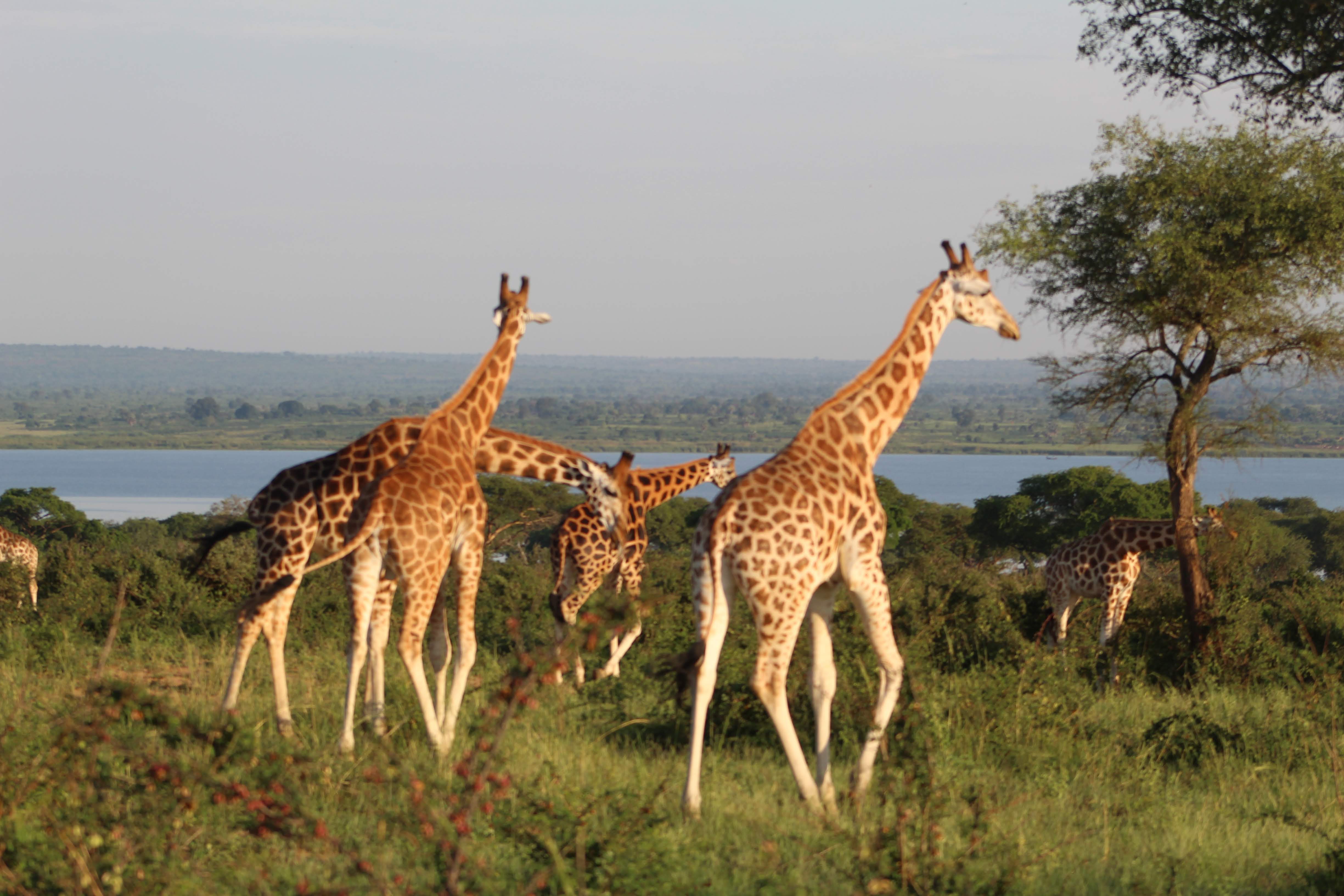 Uganda And Rwanda Highlights