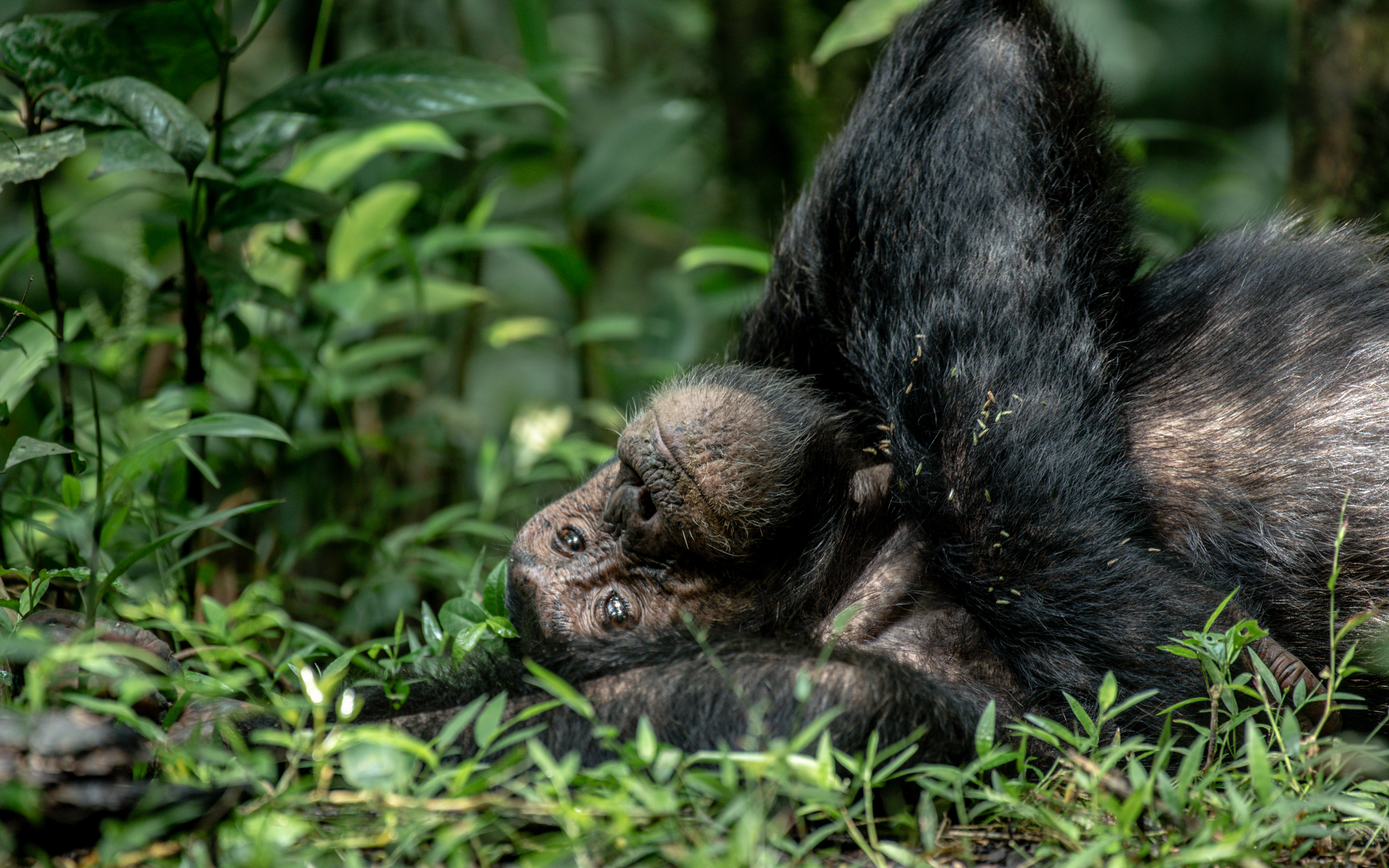 The Very Best Of Uganda