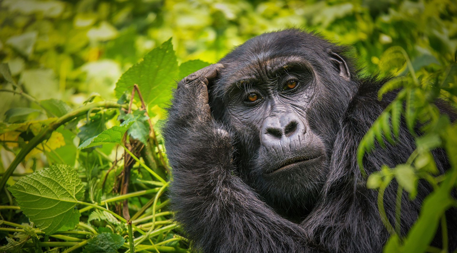 Primates Of Rwanda