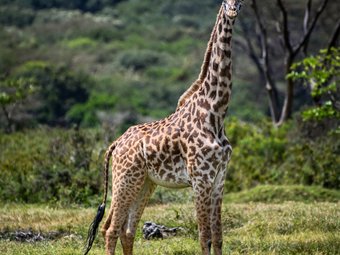 3 Days Lake Manyara-Ngorongoro-Crater-Tarangire