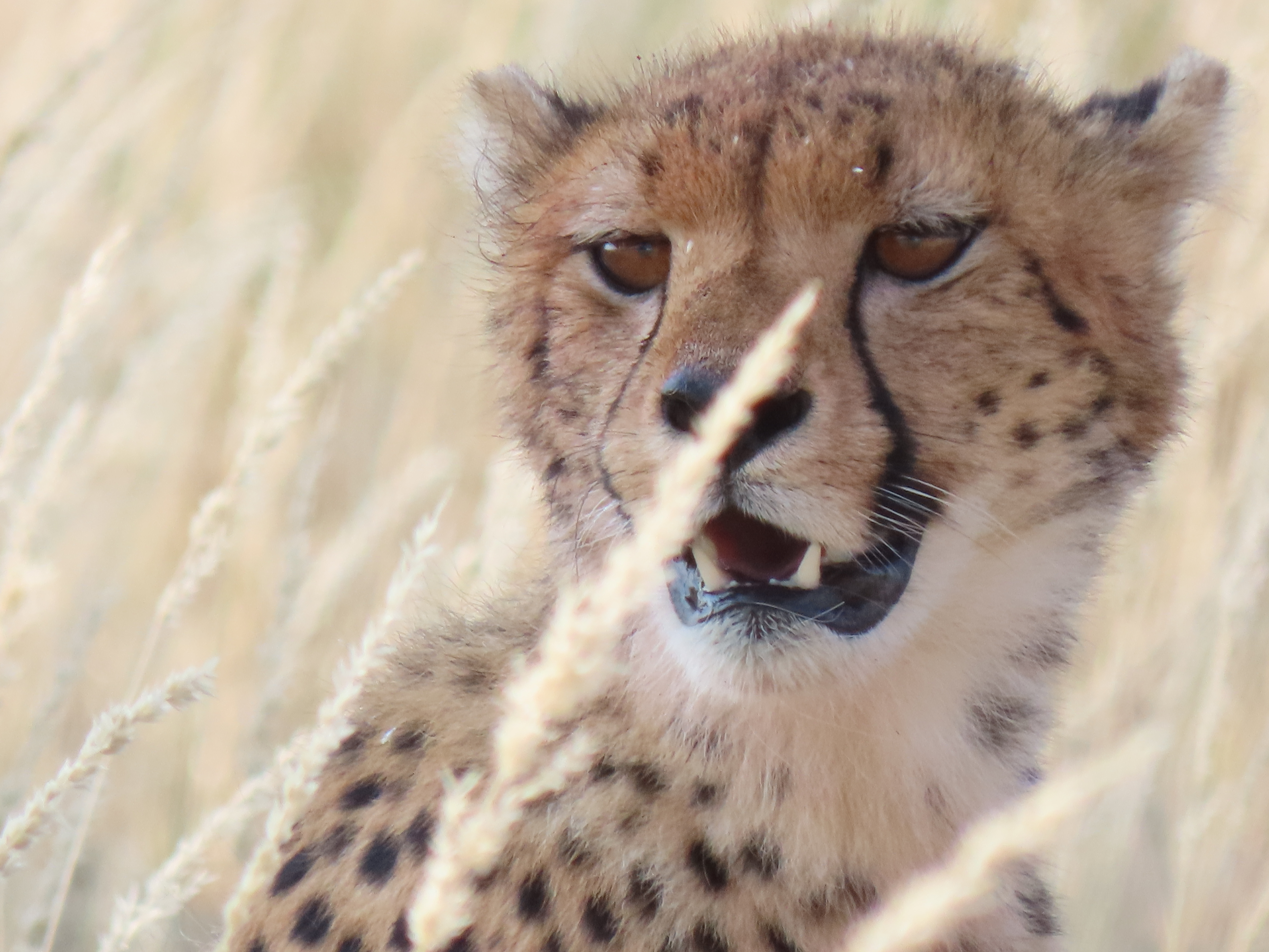 6 Days/5 Nights Kgalagadi Transfrontier Park - Kalahari Desert - South Africa