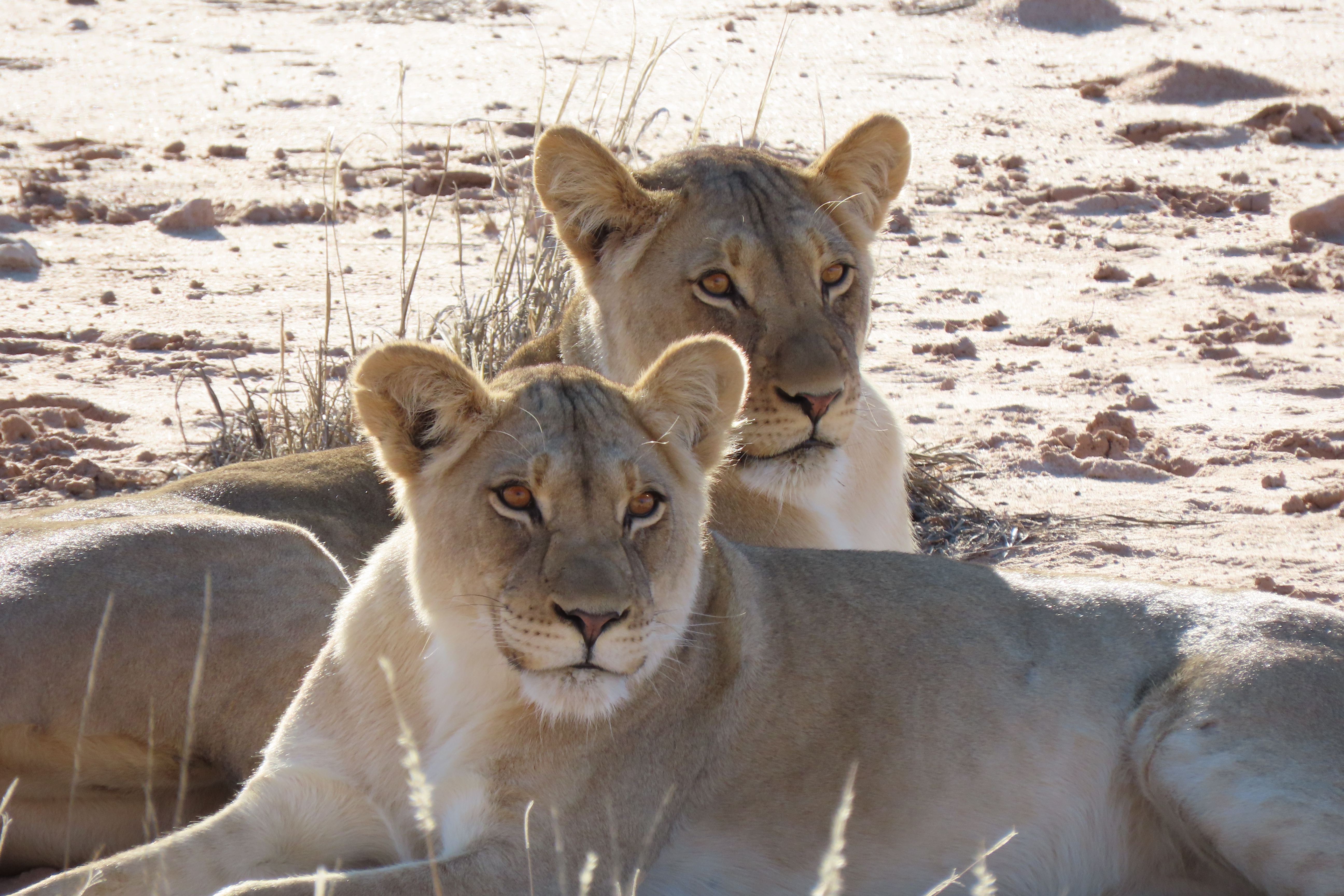 Kalahari Safaris