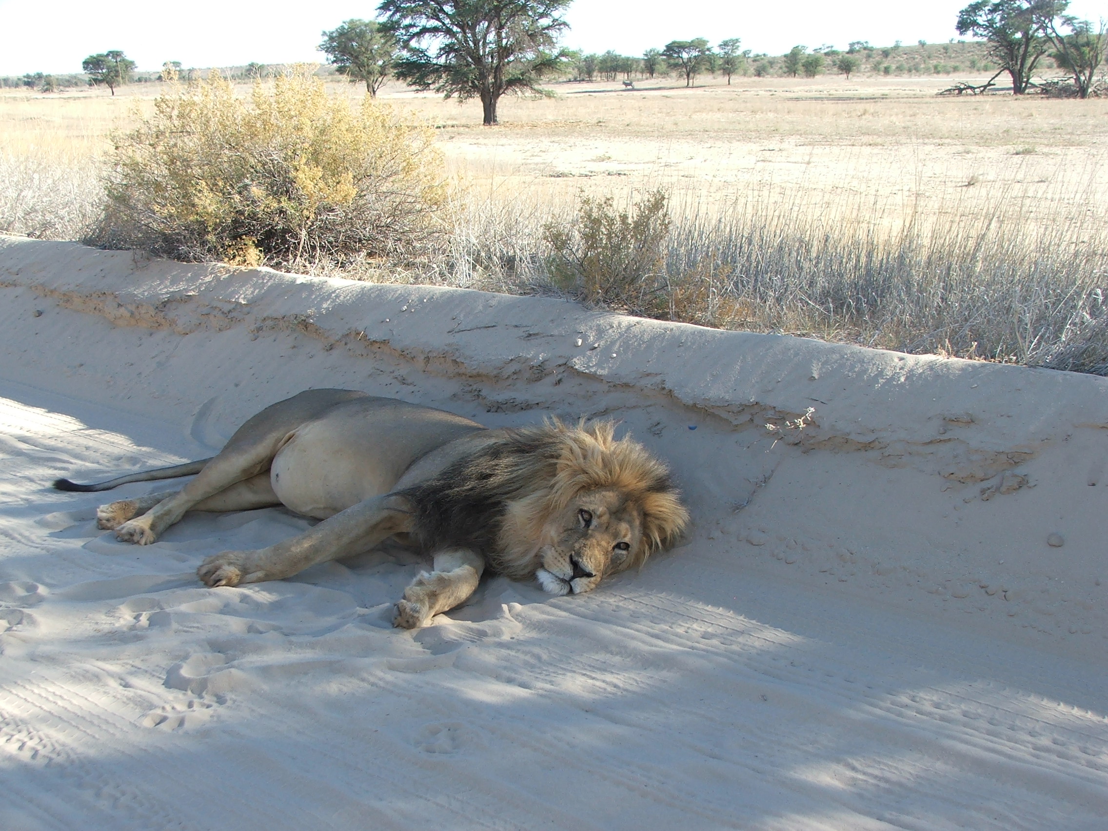 Kalahari Safaris