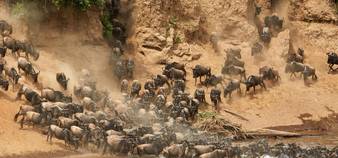 Serengeti migration safari