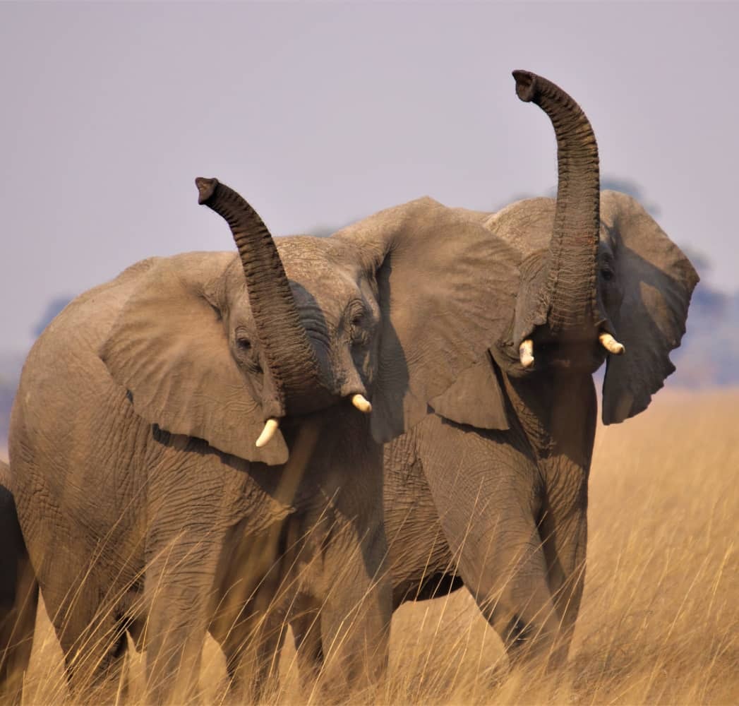 Discover the untouched wilderness of Kafue National Park with our exclusive 2 nights package. Get ready for an adventure like no other.