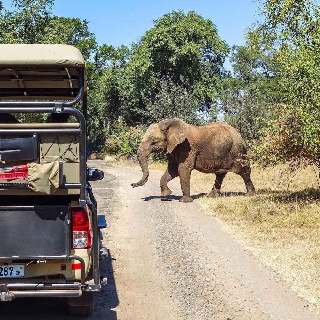 Livingstone Safari & Falls Expedition