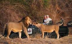 Wild Encounters