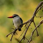 Explore the avian diversity of Kruger National Park while enjoying its scenic beauty and abundant wildlife.