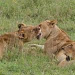 Masai Mara National Reserve ,Serengeti National Park,Amboseli National Park,Lake Nakuru National Park and Zanzibar Island Beach Safaris