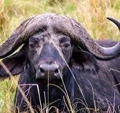2 Days Tsavo East Pole Pole Safari