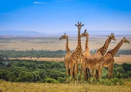 4 days Mombasa Tsavo East,west,Amboseli mombasa luxury safari