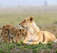 Tsavo East is one of Kenya's national parks, famous for its unique safari. It has been one of the oldest parks in Kenya since it was found in 1948.