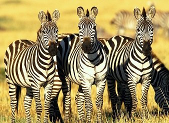 Masai mara Camping Tours, Budget Camping in Kenya